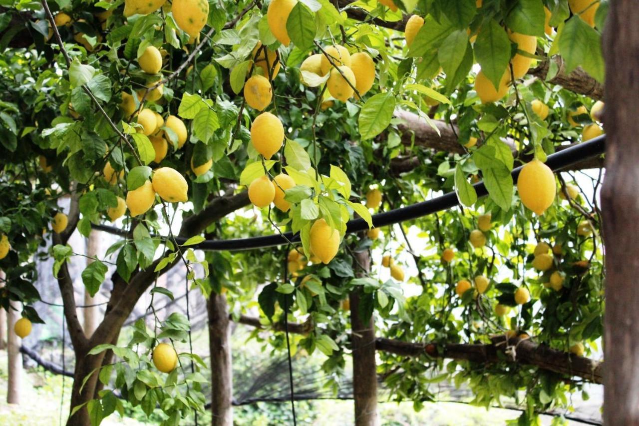 Poggio Angelarosa: Lemon Garden Stay&Relax Скала Екстер'єр фото